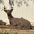 Large concrete deer statue 1 thumbnail