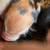 IPP pigs 22 thumbnail