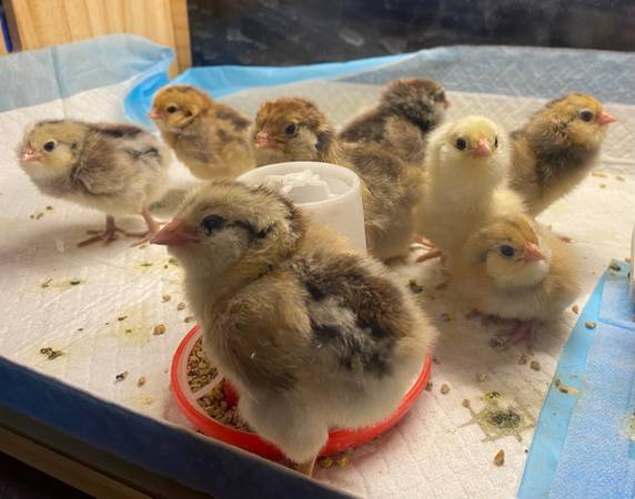 Ameraucana Chicks 1
