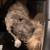 Shih Tzu FOUND 2 thumbnail