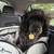 Cavapoo Sitter 1 thumbnail