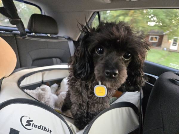 Cavapoo Sitter 1