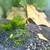 Blue/red shrimp 2 thumbnail