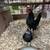 Bantams 8 thumbnail