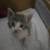 Wanted kittens 2 thumbnail