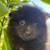 Pomeranias 7 thumbnail