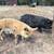 Two Female Pigs 1 thumbnail