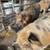 Red pork Kune Kune pure bred pig meat 3 thumbnail
