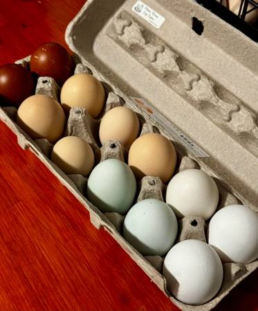 🥚🐓 Chicken Eggs 🐓🥚 1