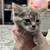 Kittens 5 thumbnail