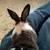 Bunny rabbit conejo noneja domesticada tamed 7 thumbnail