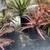 Crazy looking drought tolerant plants 17 thumbnail