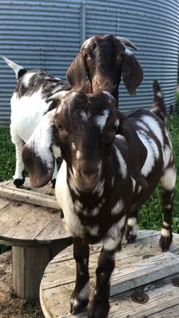 Boer does/doelings - $1,000 (Rice Lake WI)63471094275459121
