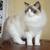 RAGDOLLS KITTENS 1 thumbnail