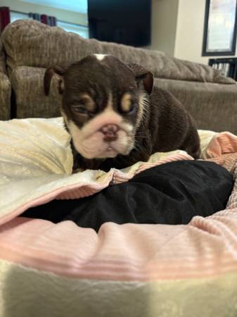 Cachorras bulldog inglés (Victorville)63485722302339123