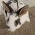 Mini Rex rabbit 1 thumbnail