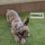 French bulldogs fluffy carrier 5 thumbnail