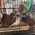 Jumbo Coturnix Quails 5 thumbnail
