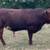 Registered South Poll Bull 1 thumbnail