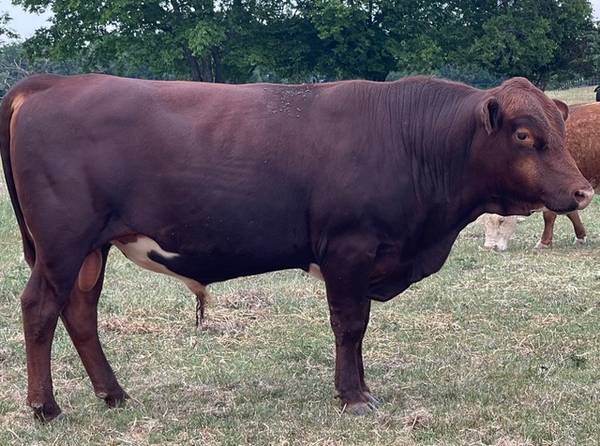 Registered South Poll Bull 1