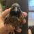 Quail 3 thumbnail