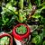 SO Many Pretty Plants, starting at $5 3 thumbnail