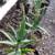 Young Aloe Trees 2 thumbnail