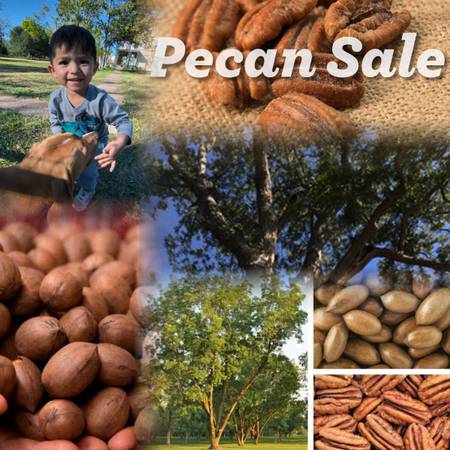 Pecans 1