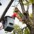 🇺🇸AMERICAN TREE TRIMMMING/TREE REMOVAL FULLY EQUIPPED 7 DAYS A WEEK 22 thumbnail