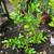 Lemon Tree 1 thumbnail