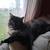 Long haired tortoiseshell 2 thumbnail