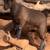 Goat, goats, Livestock, Nigerian goats, Milking goats 9 thumbnail