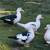 Muscovy Ducks 2 thumbnail