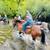 Beginner Safe, Bombproof Clydesdale Horse for Sale 18 thumbnail