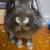 Bunny 8 thumbnail