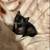 Kittens rehoming black Bombay green jade 3 thumbnail