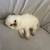 Persian Kittens 13 thumbnail