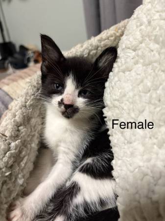 Kittys63911483553923124