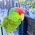 Red blue and Green Parrot 1 thumbnail