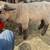 Show Lamb 8 thumbnail