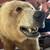 Russian Brown Bear Mount 3 thumbnail
