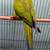 Nanday Conures 2 thumbnail