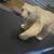Polar Bear 2 thumbnail