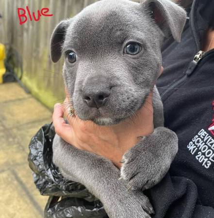 Pure PIT 1