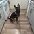 Free rehoming Pure bred German shepherd female 6 thumbnail