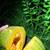 FOOD FOREST STARTER PACK 8 thumbnail