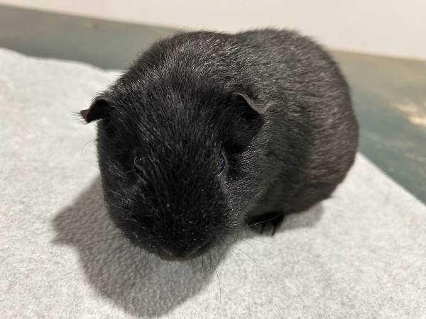 Guinea pig male (Lexington/Bedford)