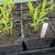 Native plants 3 thumbnail
