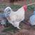 Heritage layer chicks & pullets 4 thumbnail