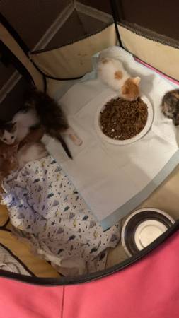 8 week kittens 1